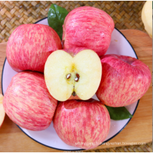 Nouvelle récolte Qinguan Fuji Fruits de pomme frais